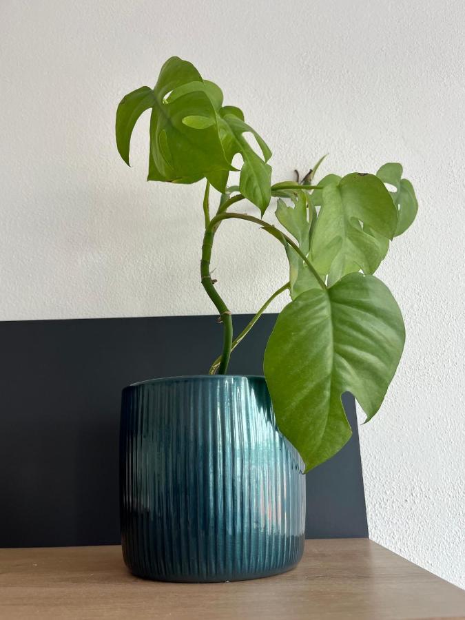 Апартаменты Monstera I Колин Экстерьер фото